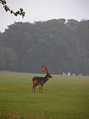 European Fallow Deer ( Dama dama dama ), standing in the rain and mist, Phoenix Park, Dublin, Republic of Ireland